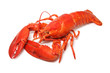 © Lana Langlois - red lobster