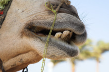 The African Camel