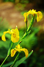 Bearded Yellow Iris