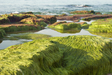 algae