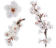 Plum-tree flowers. Design elements isolated on white.