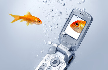 A goldfish swims by a cell phone