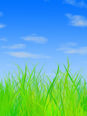  Grass and sky