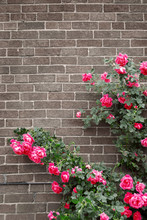Roses On Brick Wall