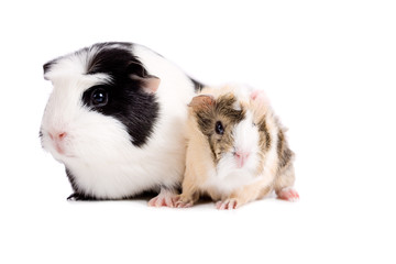 Wall Mural - Mother and baby guinea pig