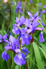 close up of blooming iris