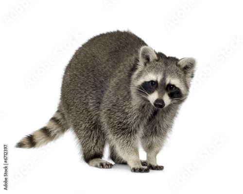 Cuadros en Lienzo raccoon (9 months) - Procyon lotor