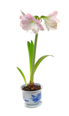 Wall Mural - potted blooming amaryllis