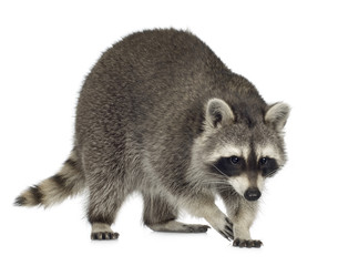 raccoon (9 months) - procyon lotor