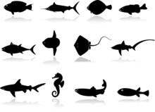 Set Icons - 11. Fishes. Set Of Twelve Vector Icons