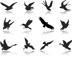 Wall Mural - Set icons - 13. Birds. Set of twelve vector icons