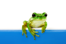 Green Frog Looking Out Of Cooking Pot