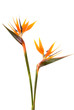 Leinwandbild Motiv Bird of paradise flower (Strelitzia reginae) isolated on white b