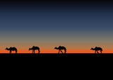 Fototapeta Konie - camels