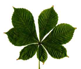 Wall Mural - leaf of chestnut on a white background