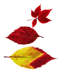 Wall Mural - leafs