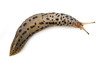 canvas print picture - Leopard Slug