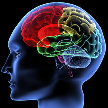 Human Brain Free Stock Photo - Public Domain Pictures