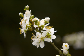 branche d'arbre en fleurs