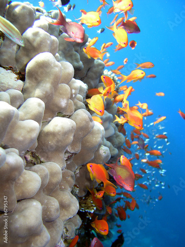 Obraz w ramie Photo of a coral colony