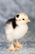 Leinwanddruck Bild - Brahma chicken