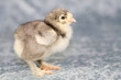 canvas print picture - Cute little chicken