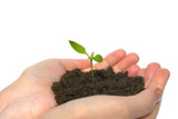 plant in hands