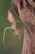 Lynx spider with cricket