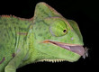 Chameleon with fly on tongue