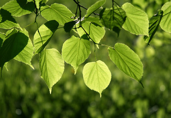 Wall Mural - leaves of linden tree