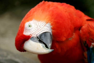 Scalet Macaw (4865)