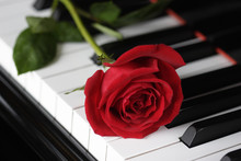 Rose On The Piano