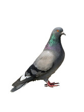 Pigeon In Profile Free Stock Photo - Public Domain Pictures