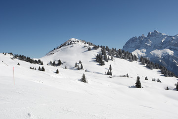 Wall Mural - Sapins sous la neige