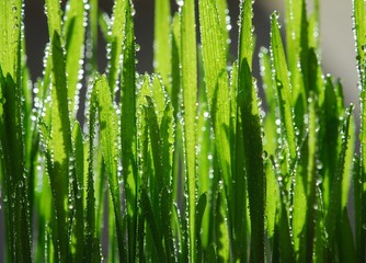 Canvas Print - fresh green grass with drops