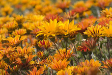 Sunlit Orange Daisy Field  