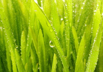 Wall Mural - Close-up shot of green grass with rain drops on it