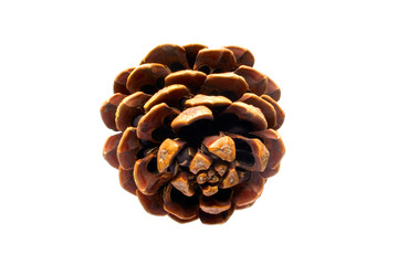 Wall Mural - Cedar cone