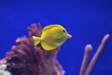 Yellow Tang Tropical Fish With Coral