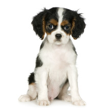 Cavalier King Charles Spaniel (3,5 Months)