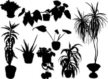 Silhouettes Of Flowers