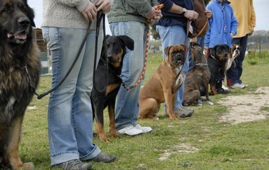 training with dogs