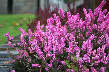 pink blooming of the beautiful heather