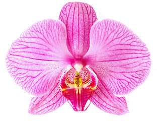 Wall Mural - Pink orchid