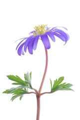 Canvas Print - blue anemone