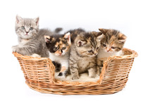 Tabby Kittens
