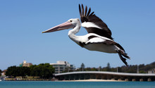 Pelican In Full Flight