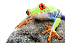 Frog On A Rock Isolated
