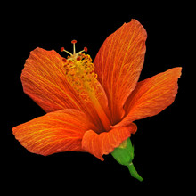 Hibiscus Orange Sur Fond Noir