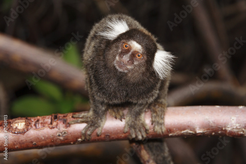 Uistiti Dai Pennacchi Bianchi Buy This Stock Photo And Explore Similar Images At Adobe Stock Adobe Stock